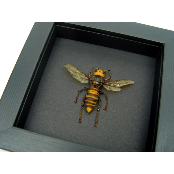 Murder Hornet Vespa mandarinia japonica Large Asian Hornet Framed Taxidermy Moonlight Display