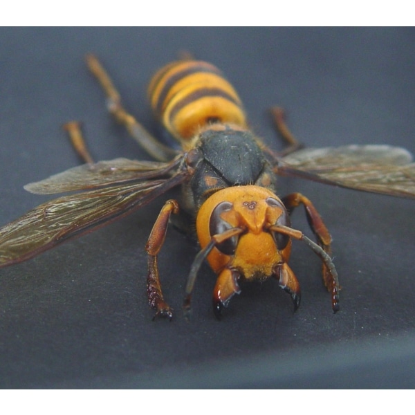 Murder Hornet Vespa mandarinia japonica Large Asian Hornet Framed Taxidermy Moonlight Display