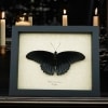 Real Framed Black Gothic Butterfly Papilio Memnon Resting Taxidermy Display