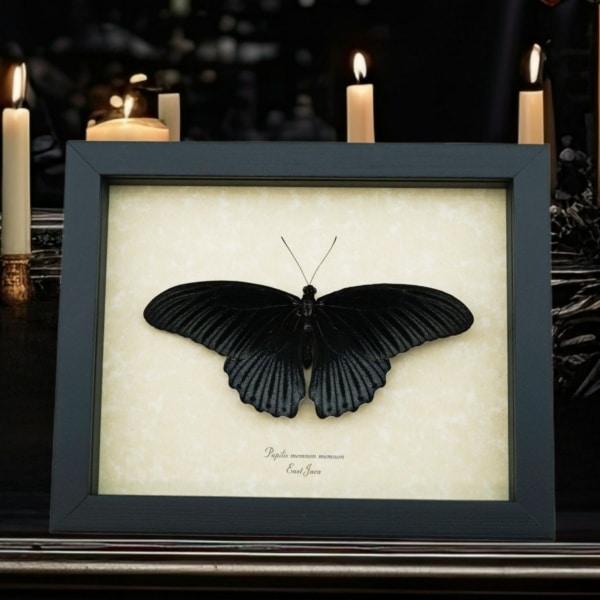Real Framed Black Gothic Butterfly Papilio Memnon Resting Taxidermy Display