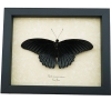 Real Framed Black Gothic Butterfly Papilio Memnon Resting Taxidermy Display