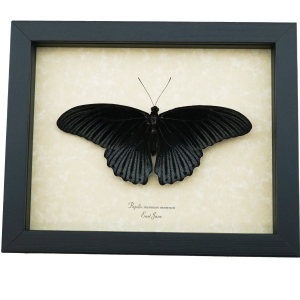 Real Framed Black Gothic Butterfly Papilio Memnon Resting Taxidermy Display