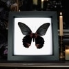 Papilio Memnon verso Black Butterfly Great Mormon Framed Taxidermy Classic Black Display