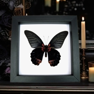 Papilio Memnon verso Black Butterfly Great Mormon Framed Taxidermy Classic Black Display