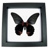 Papilio Memnon verso Black Butterfly Great Mormon Framed Taxidermy Classic Black Display
