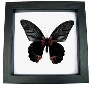 Papilio Memnon verso Black Butterfly Great Mormon Framed Taxidermy Classic Black Display