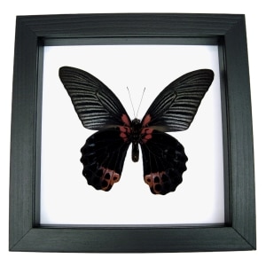 Papilio Memnon verso Black Butterfly Great Mormon Framed Taxidermy Classic Black Display