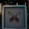 Giant Gothic Black Butterfly Papilio Memnon verso Framed Taxidermy Moonlight Display