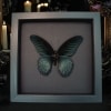 Giant Gothic Black Butterfly Papilio Memnon Framed Taxidermy Moonlight Display