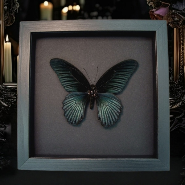 Giant Gothic Black Butterfly Papilio Memnon Framed Taxidermy Moonlight Display