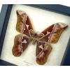 Rare Giant Moth Rothschildia orizaba Real Framed Taxidermy Display