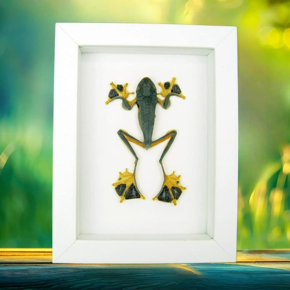 Flying Parachute Tree Frog Rhacophorus reinwardtii Framed Taxidermy Vibrant White Display Flying Parachute Tree Frog Rhacophorus reinwardtii Framed Taxidermy Vibrant White Display