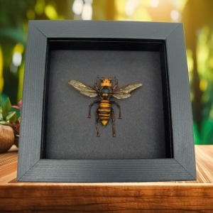 Murder Hornet Vespa mandarinia japonica Large Asian Hornet Framed Taxidermy Moonlight Display