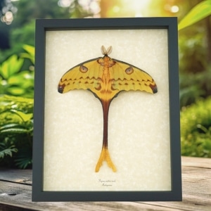 Real Argema Mittrei Male Resting Comet Moth Framed Taxidermy Display