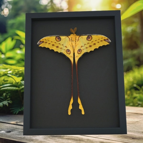 Resting Comet Moth Argema Mittrei Male Framed Taxidermy Moonlight Display