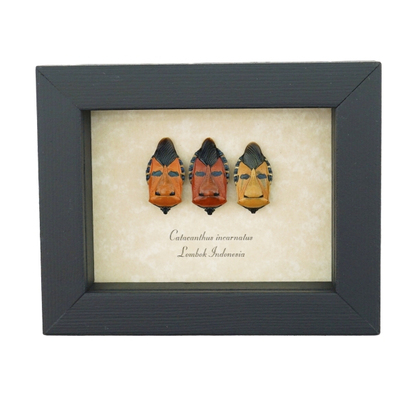 Real Man Face Beetle Collection Catacanthus incarnatus Framed Beetles Taxidermy Display