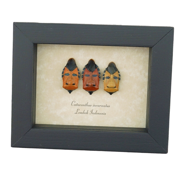 Real Man Face Beetle Collection Catacanthus incarnatus Framed Beetles Taxidermy Display