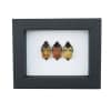 Real Man Face Beetle Collection Catacanthus incarnatus Framed Beetles Taxidermy Classic Black Display