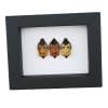 Real Man Face Beetle Collection Catacanthus incarnatus Framed Beetles Taxidermy Classic Black Display