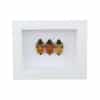 Real Man Face Beetle Collection Catacanthus incarnatus Framed Beetles Taxidermy Vibrant White Display