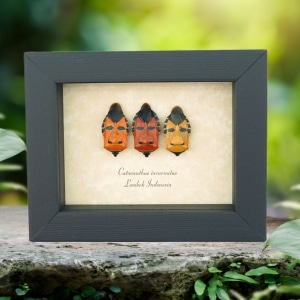 Real Man Face Beetle Collection Catacanthus incarnatus Framed Beetles Taxidermy Display