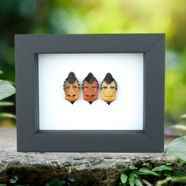 Real Man Face Beetle Collection Catacanthus incarnatus Framed Beetles Taxidermy Classic Black Display