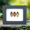 Real Man Face Beetle Collection Catacanthus incarnatus Framed Beetles Taxidermy Classic Black Display