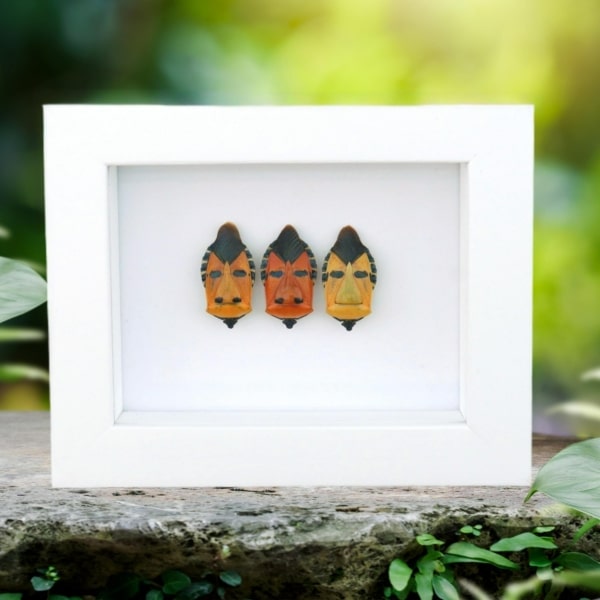 Real Man Face Beetle Collection Catacanthus incarnatus Framed Beetles Taxidermy Vibrant White Display
