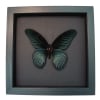 Giant Gothic Black Butterfly Papilio Memnon Framed Taxidermy Moonlight Display