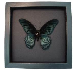 Giant Gothic Black Butterfly Papilio Memnon Framed Taxidermy Moonlight Display