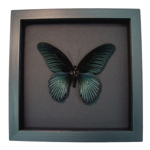 Giant Gothic Black Butterfly Papilio Memnon Framed Taxidermy Moonlight Display