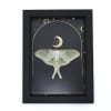Real Framed Luna Moth Gold Foil Celestial Moon Actias luna Resting Taxidermy Display