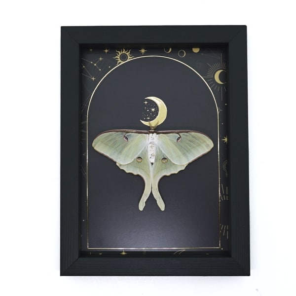 Real Framed Luna Moth Gold Foil Celestial Moon Actias luna Resting Taxidermy Display