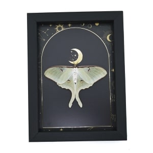 Real Framed Luna Moth Gold Foil Celestial Moon Actias luna Resting Taxidermy Display