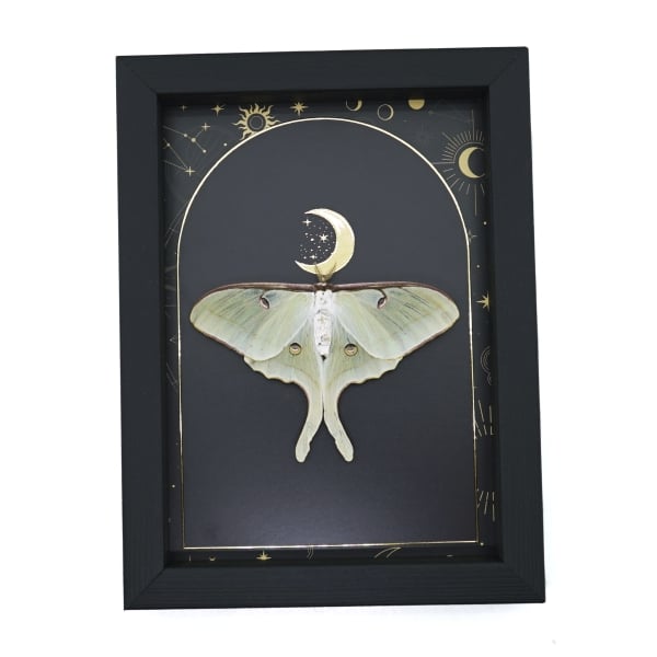 Real Framed Luna Moth Gold Foil Celestial Moon Actias luna Resting Taxidermy Display