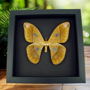 Giant Rothschildia Moth Framed Taxidermy Moonlight Display