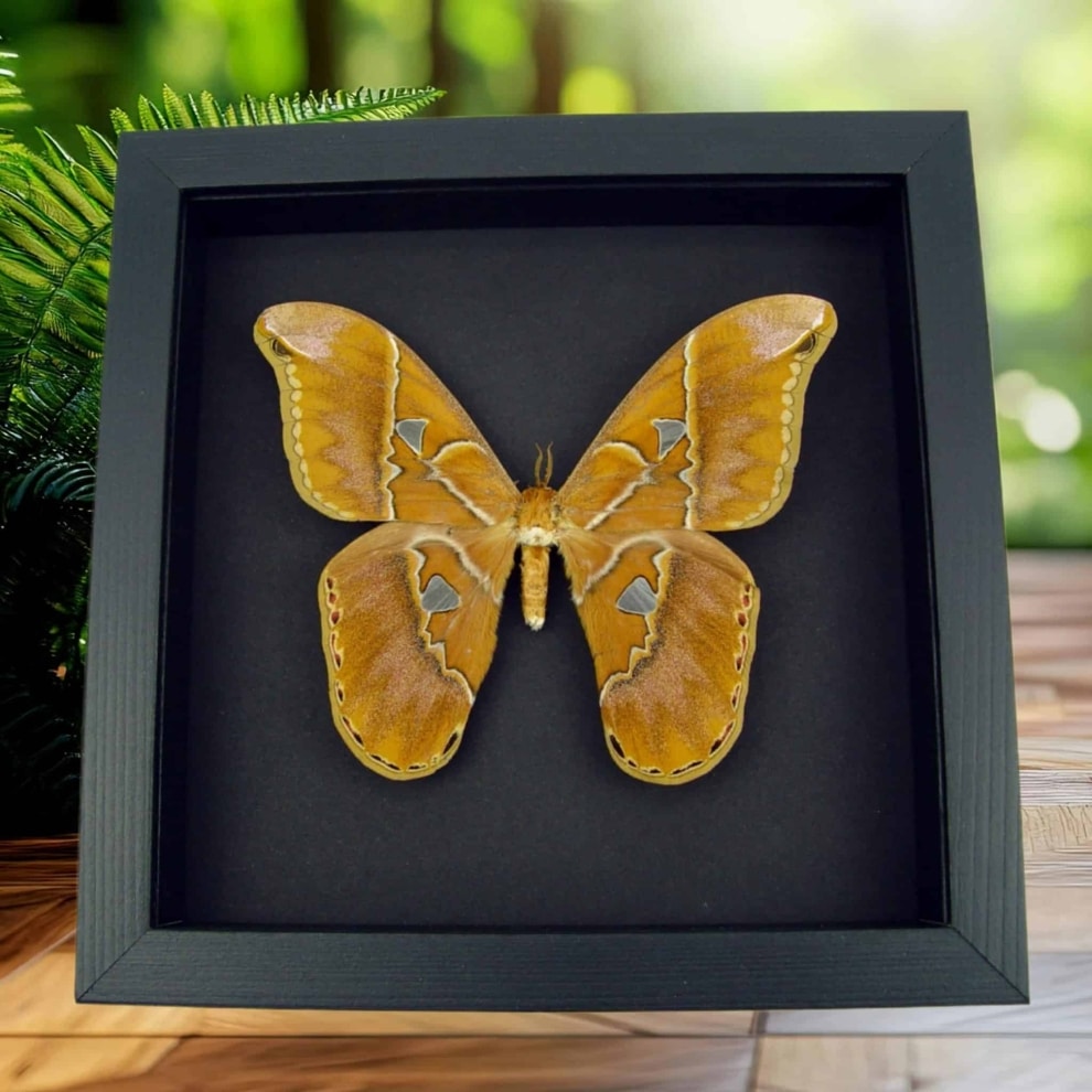 Rare Framed Rothschildia Moth Framed Taxidermy Moonlight Display Rare Framed Rothschildia Moth Framed Taxidermy Moonlight Display