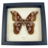 Rare Giant Moth Rothschildia orizaba Real Framed Taxidermy Display