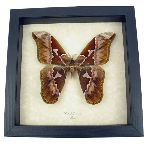 Rare Giant Moth Rothschildia orizaba Real Framed Taxidermy Display
