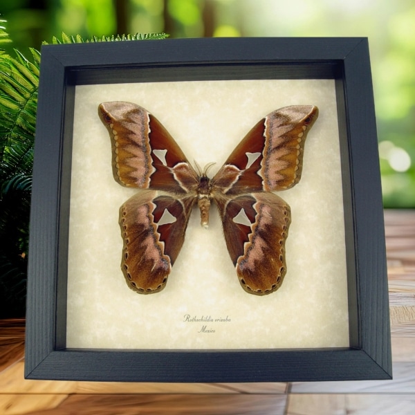 Rare Giant Moth Rothschildia orizaba Real Framed Taxidermy Display
