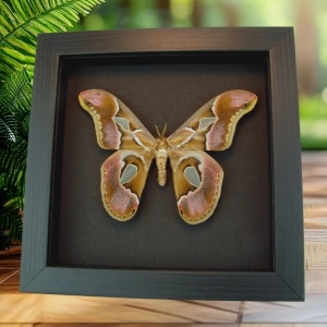 Real Framed Pink Rothschildia Moth Taxidermy Moonlight Display