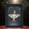 Real Framed Luna Moth Gold Foil Celestial Moon Actias luna Resting Taxidermy Display