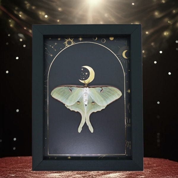 Real Framed Luna Moth Gold Foil Celestial Moon Actias luna Resting Taxidermy Display