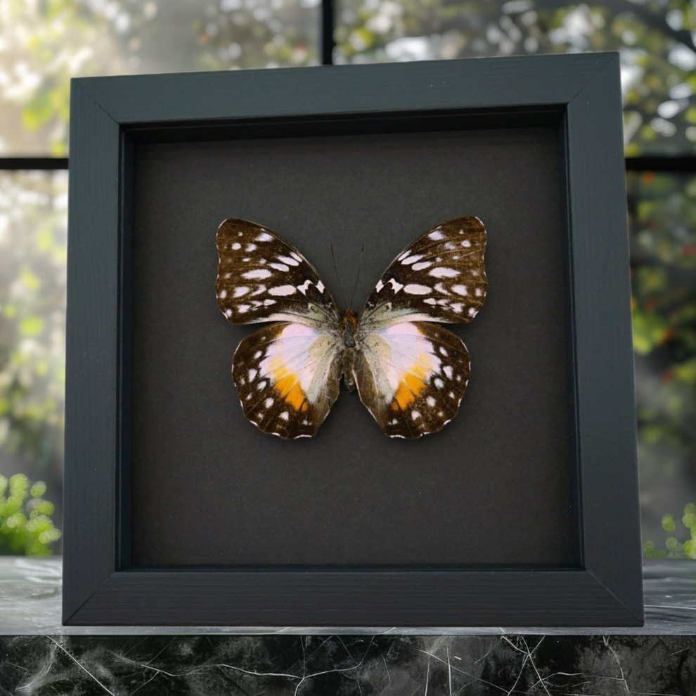 Real Framed African Butterfly Cymothoe Beckeri Female Taxidermy Moonlight Display