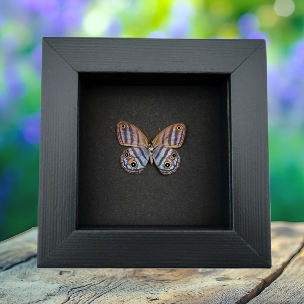 Purple Satyridae Butterfly Euptychia Agatha Real Framed Taxidermy Moonlight Display