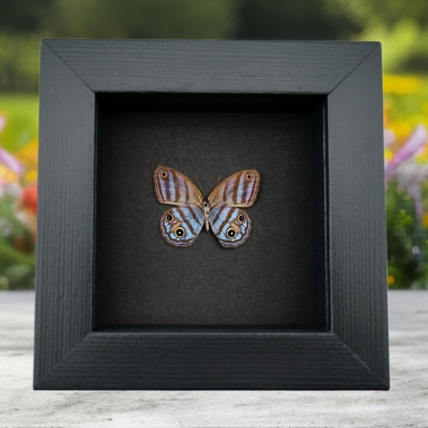 Purple Satyridae Butterfly Euptychia Agatha Real Framed Taxidermy Moonlight Display