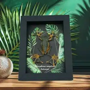 Reptiles And Amphibians