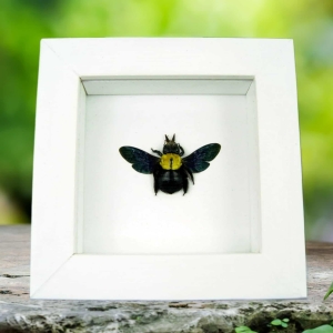 Xylocopa confusa Gold Carpenter Bee Framed Insect Taxidermy Vibrant White Display