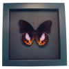 Hypolimnas pandarus Purple Orange Framed Butterfly Taxidermy Moonlight Display