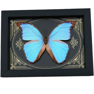Real Morpho godarti Pearl Butterfly Gothic Gold Foil Framed Taxidermy